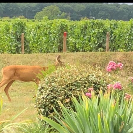 Apartmán Avre De Paix Sancerrois Thauvenay Exteriér fotografie